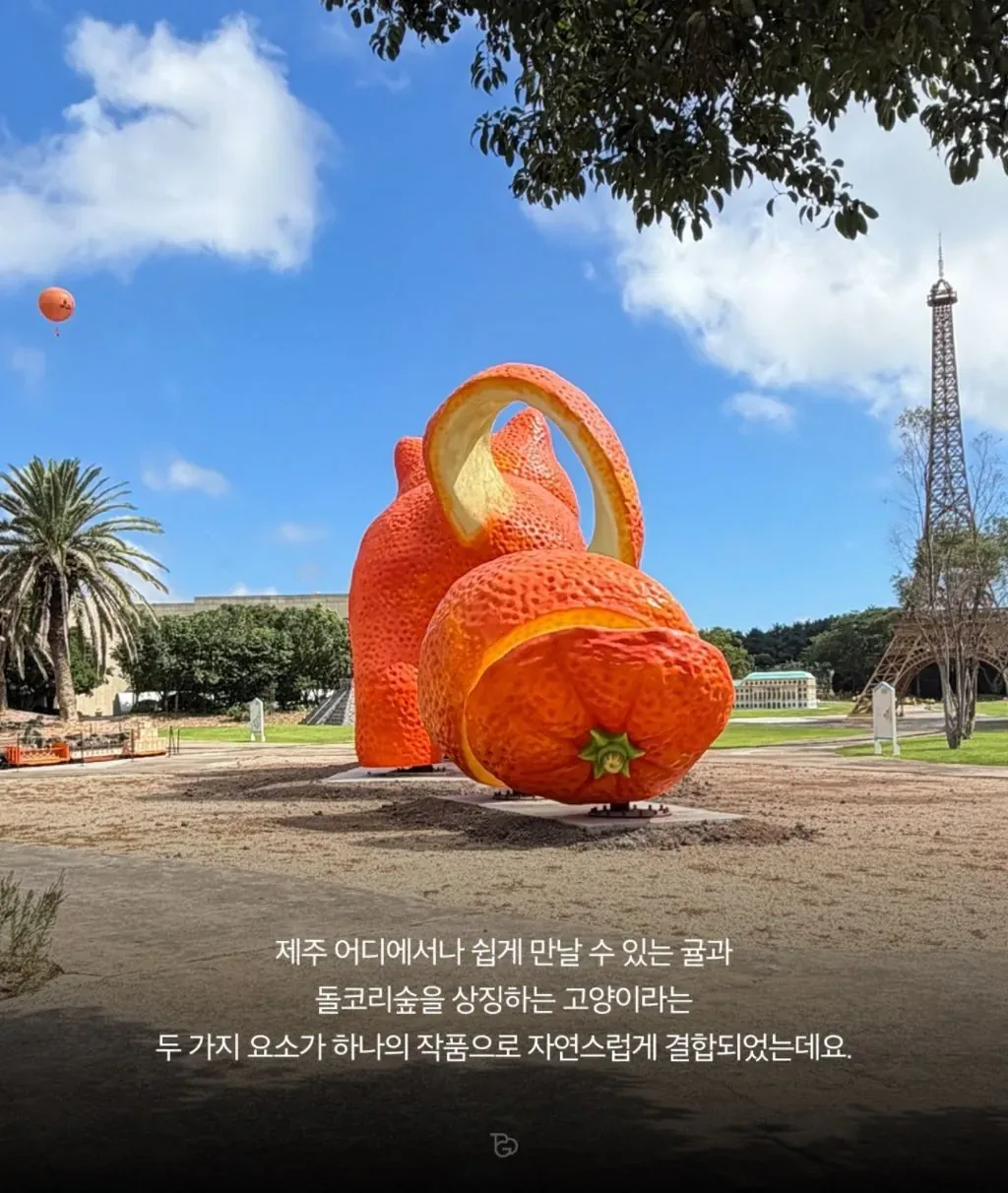 제주도에 나타난 거대 귤냥이(탠저린 캣)