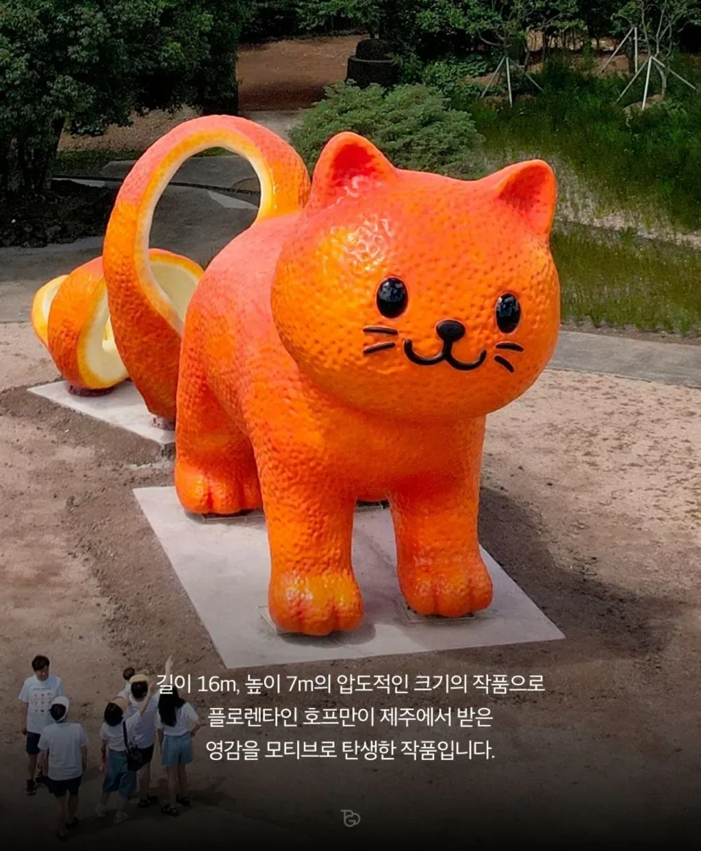 제주도에 나타난 거대 귤냥이(탠저린 캣)