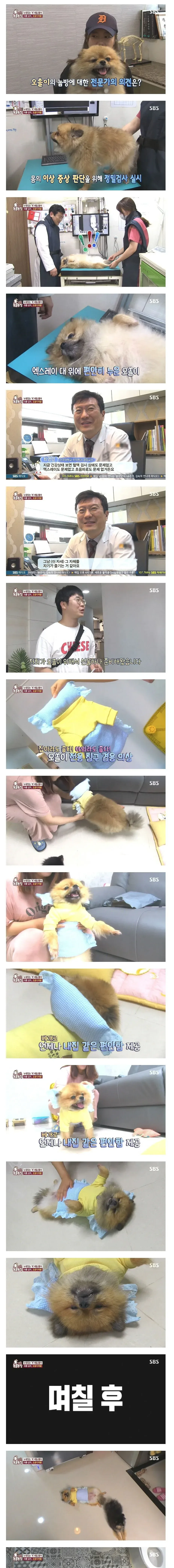 그냥 누웠음 강아지