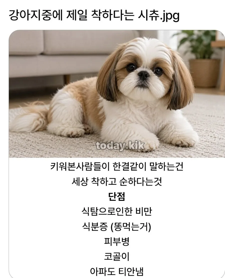 관상에 착하다 쓰여있는 강아지
