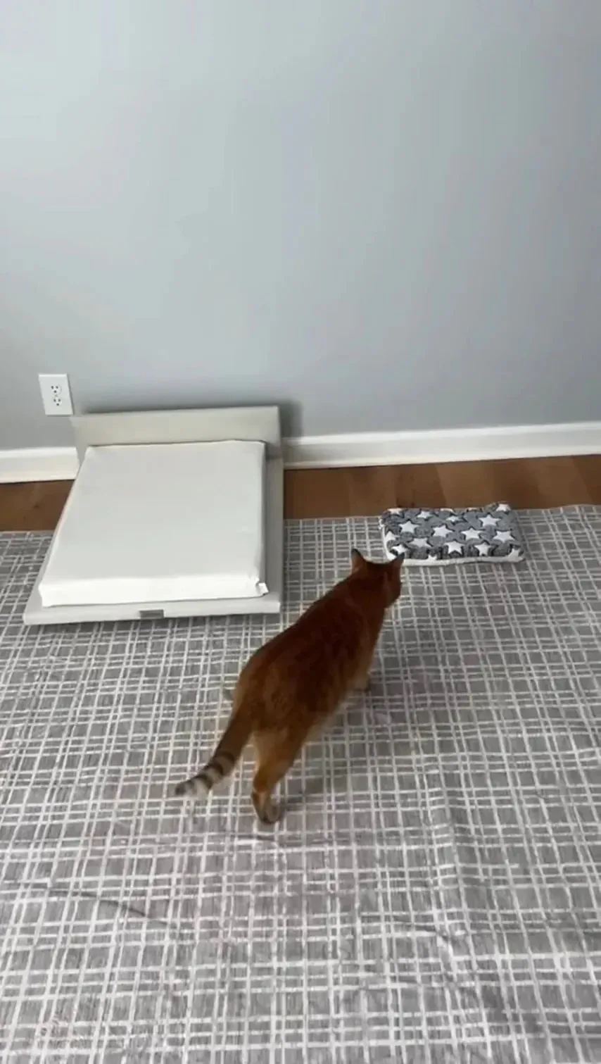 고양이 침대 3달러 vs 350달러.jpg