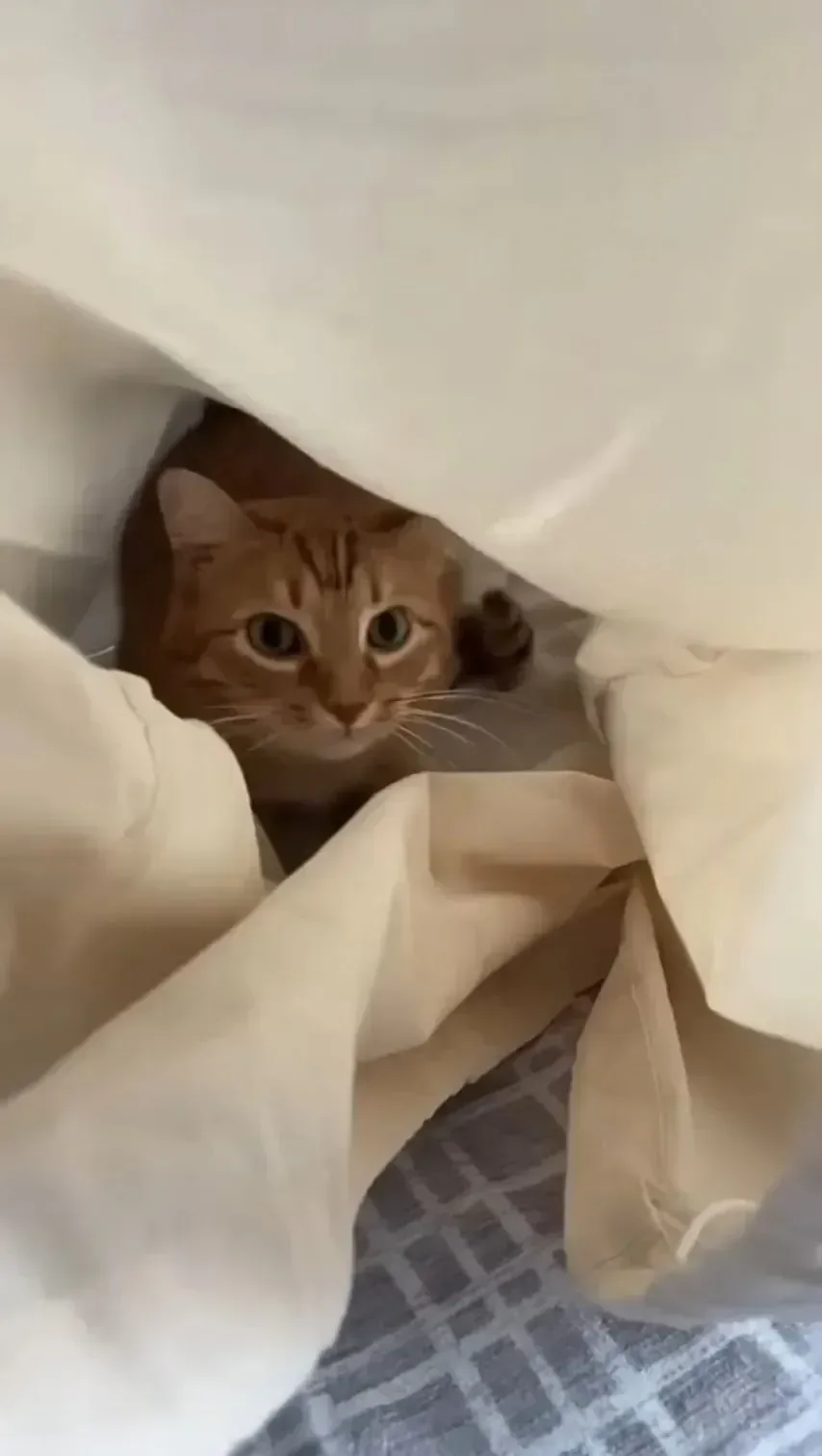 고양이 침대 3달러 vs 350달러.jpg