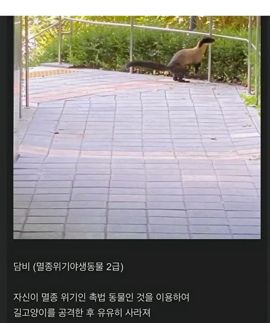 대구에 나타난 길냥이 헌터