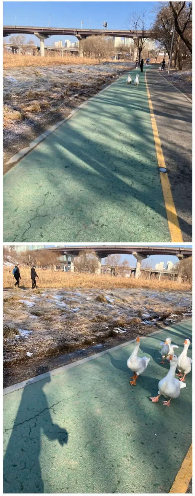 길막하는 민폐 러닝크루.jpg