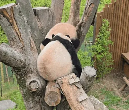 푸웅니의 착지 방법을 마스터한 루이바오🐼💛💜