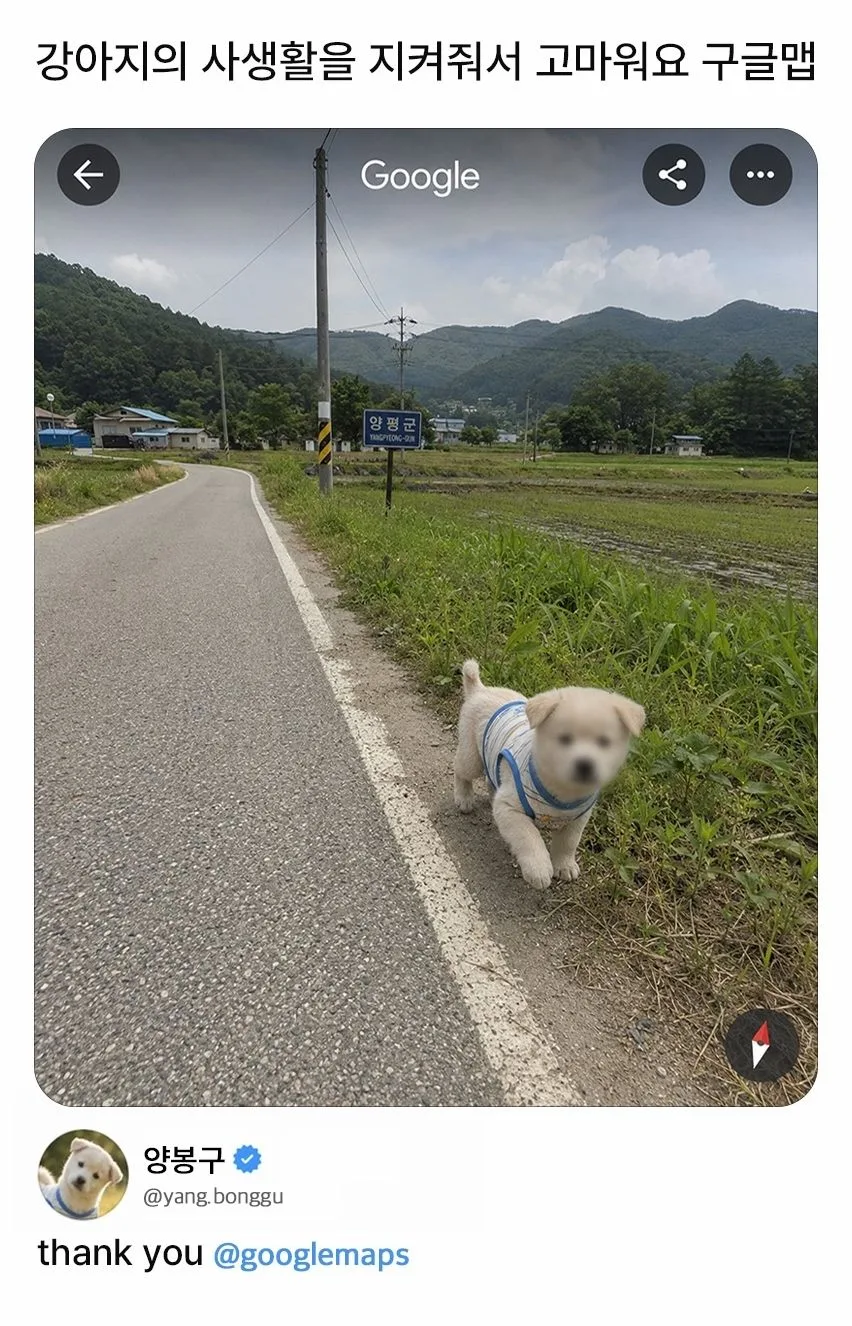 강아지 사생활도 지켜주는 구글맵.