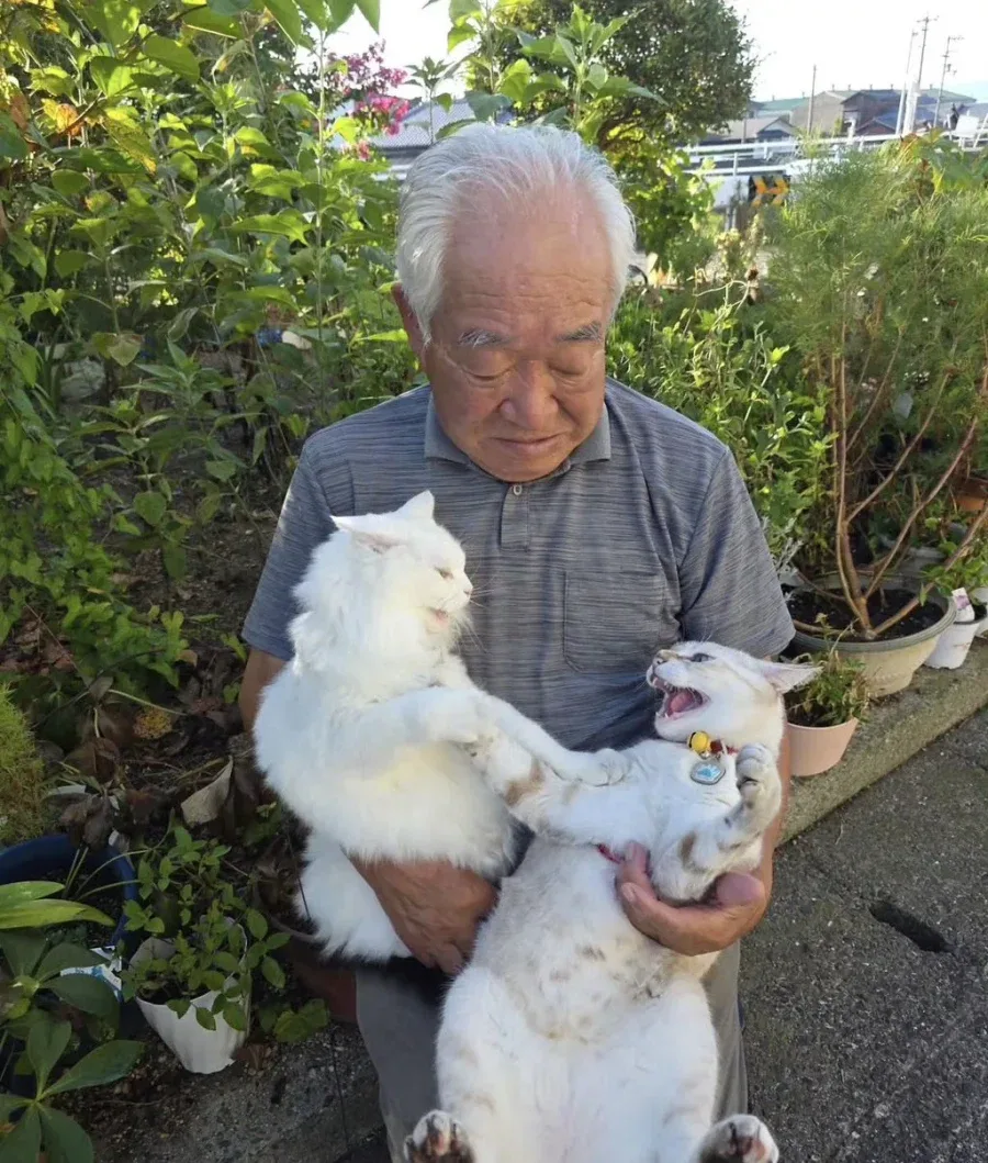 이 할아버지네 고양이들 진짜 개많이 싸움ㅋㅋㅋ