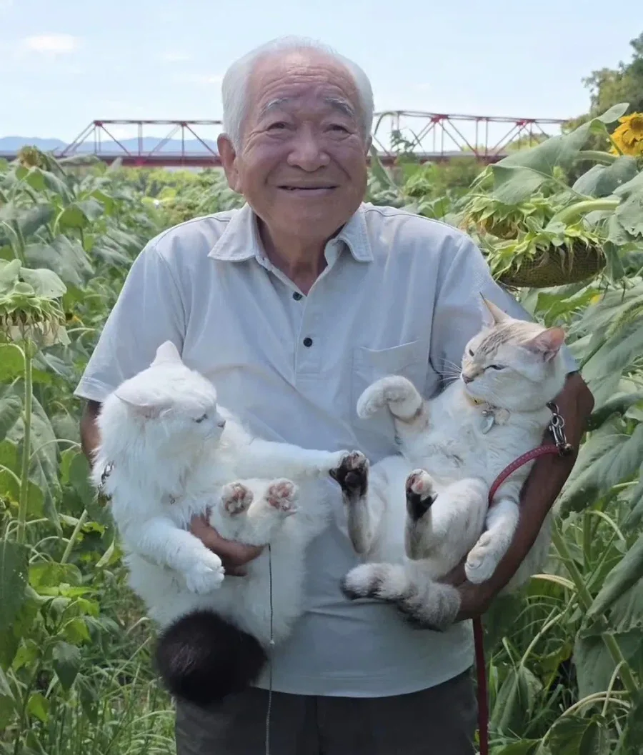 이 할아버지네 고양이들 진짜 개많이 싸움ㅋㅋㅋ