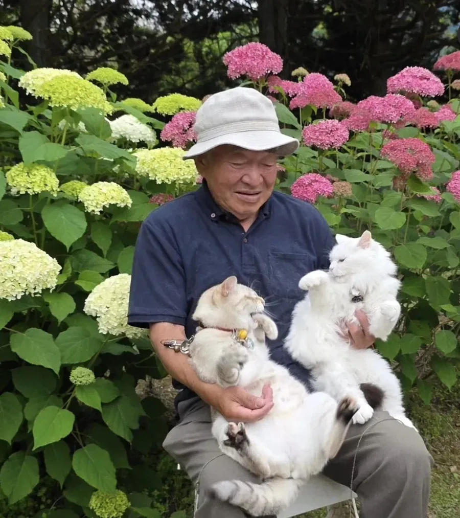 이 할아버지네 고양이들 진짜 개많이 싸움ㅋㅋㅋ