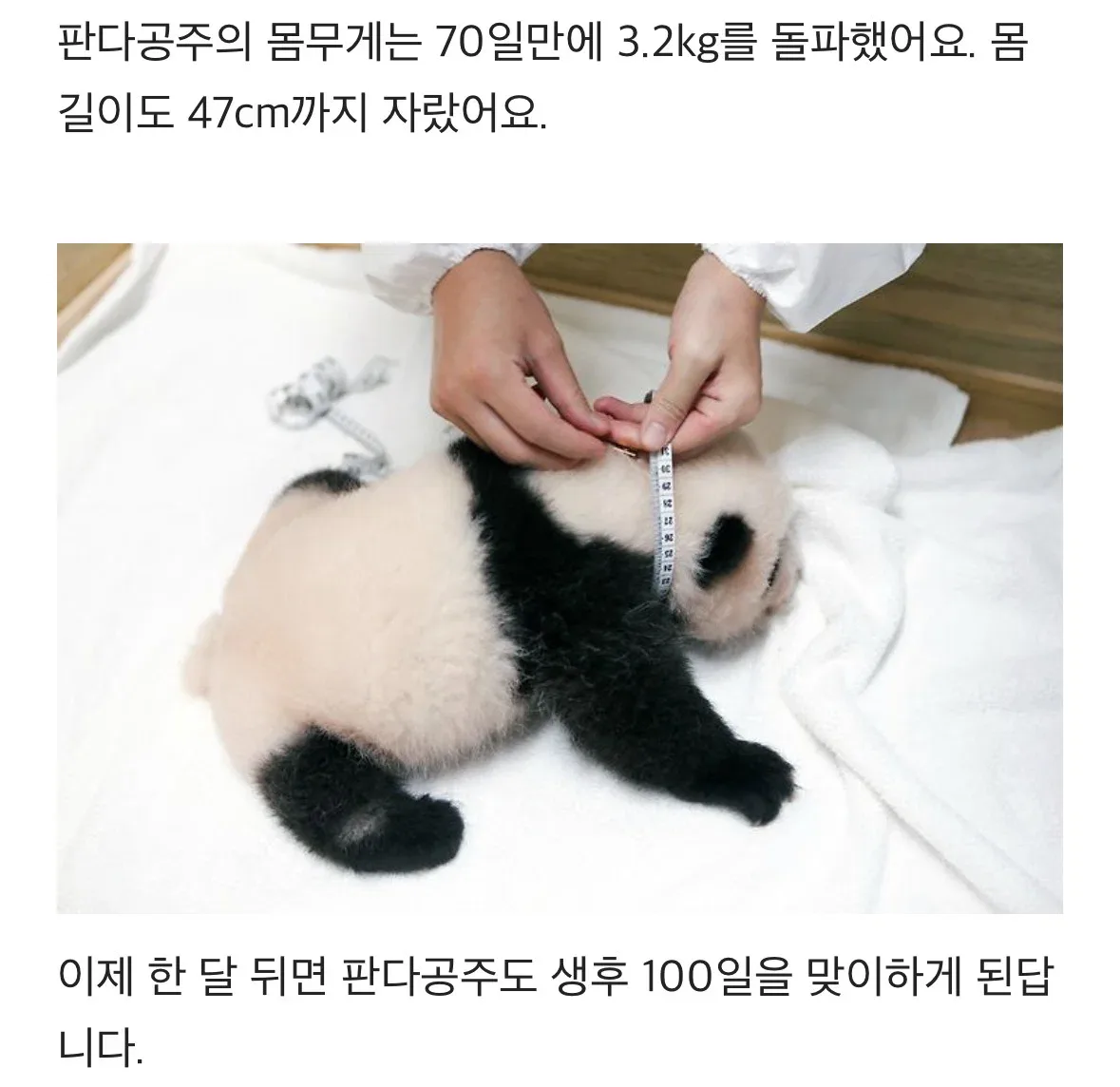 61일차 푸, 루이, 후이, 막내 바오 체중 비교 ㅋㅋ 🐼