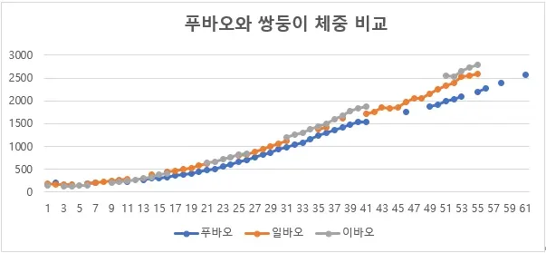 61일차 푸, 루이, 후이, 막내 바오 체중 비교 ㅋㅋ 🐼