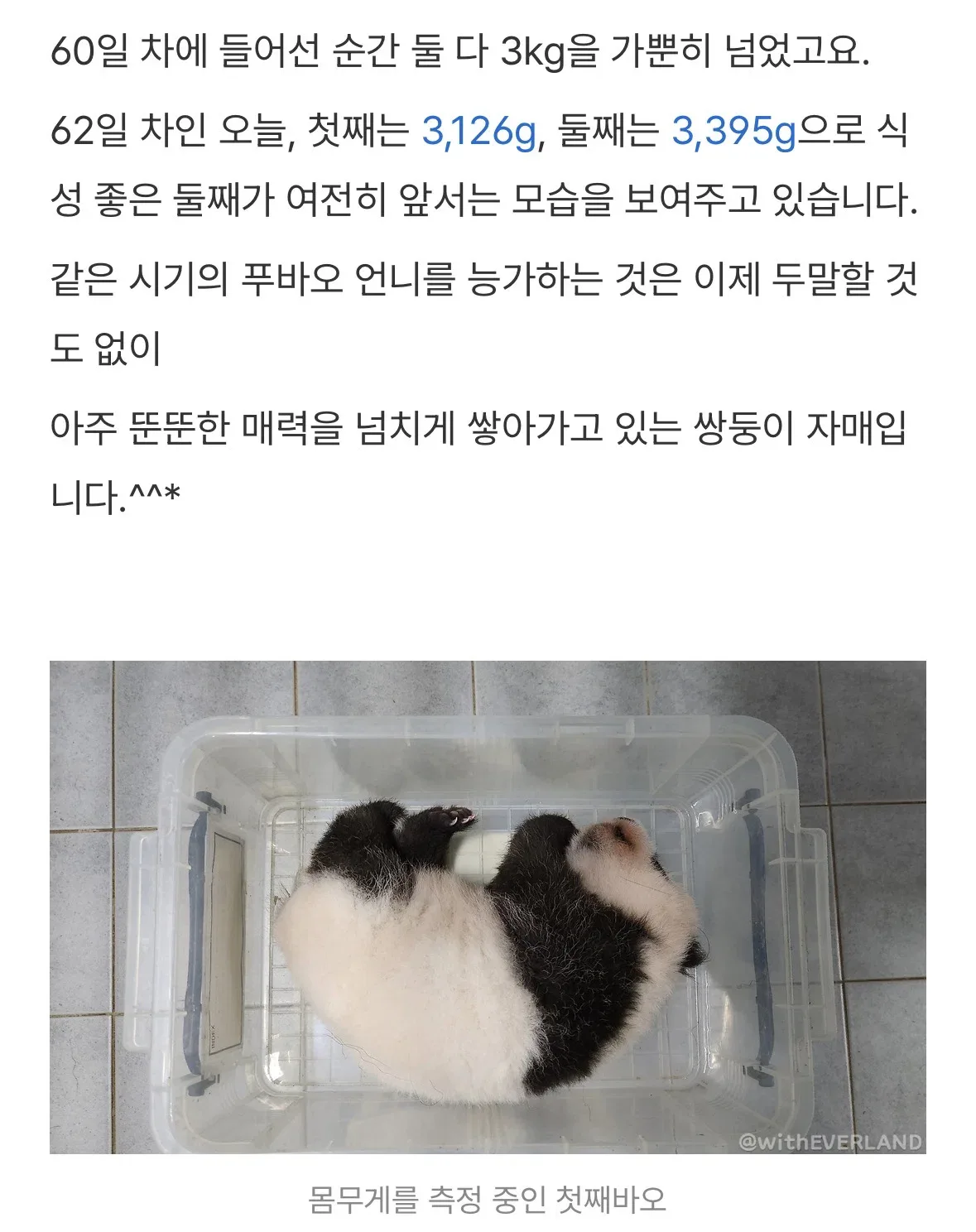 61일차 푸, 루이, 후이, 막내 바오 체중 비교 ㅋㅋ 🐼