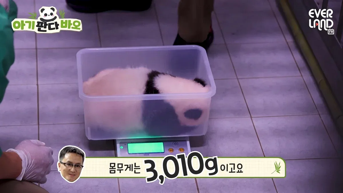 61일차 푸, 루이, 후이, 막내 바오 체중 비교 ㅋㅋ 🐼