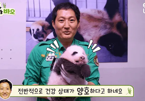 61일차 푸, 루이, 후이, 막내 바오 체중 비교 ㅋㅋ 🐼