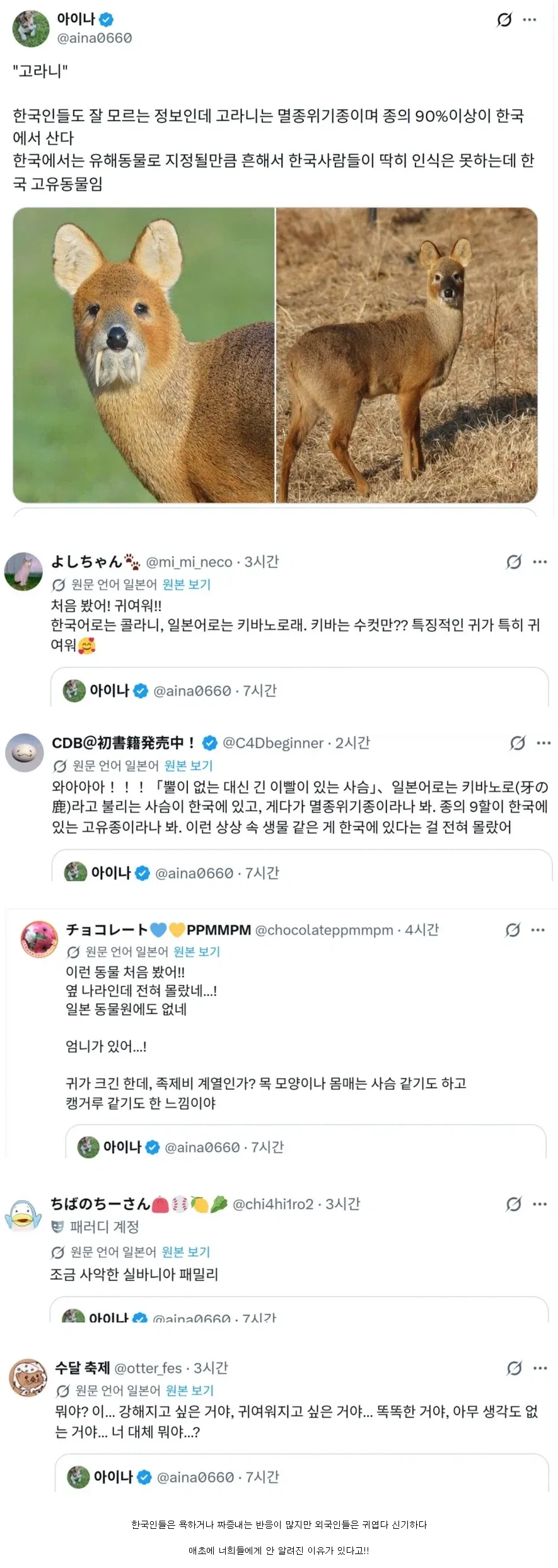 고라니 처음본 일본인들 반응