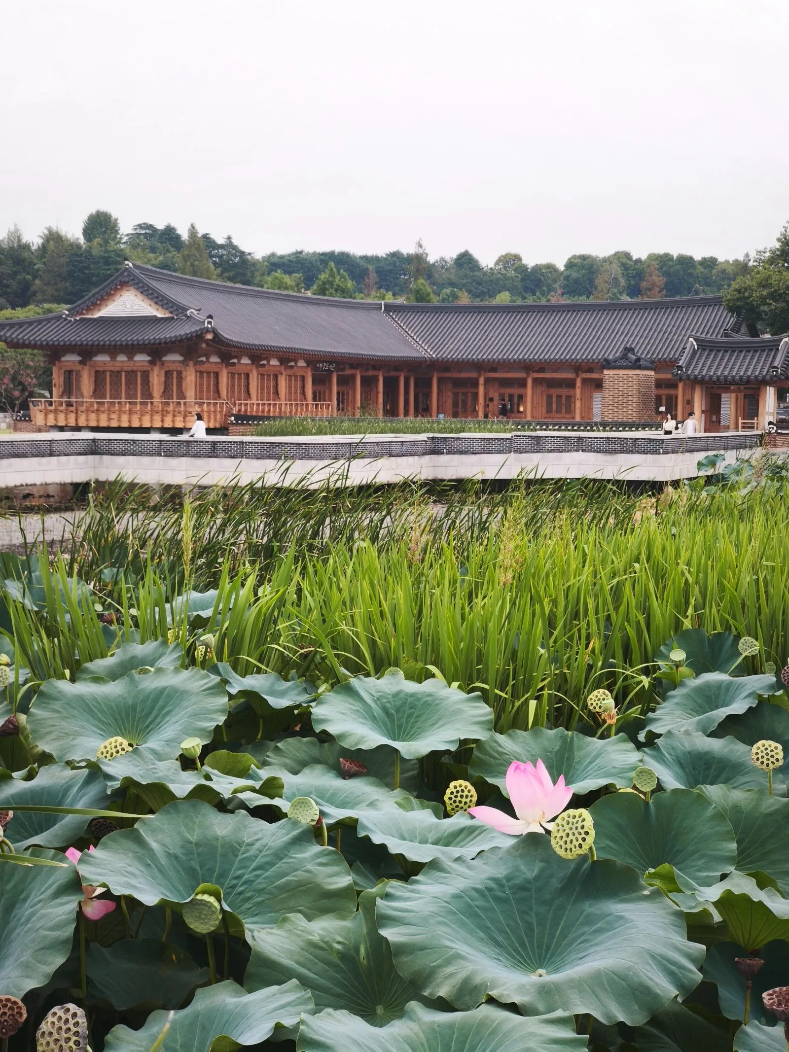전주 덕진호수 연화정 도서관