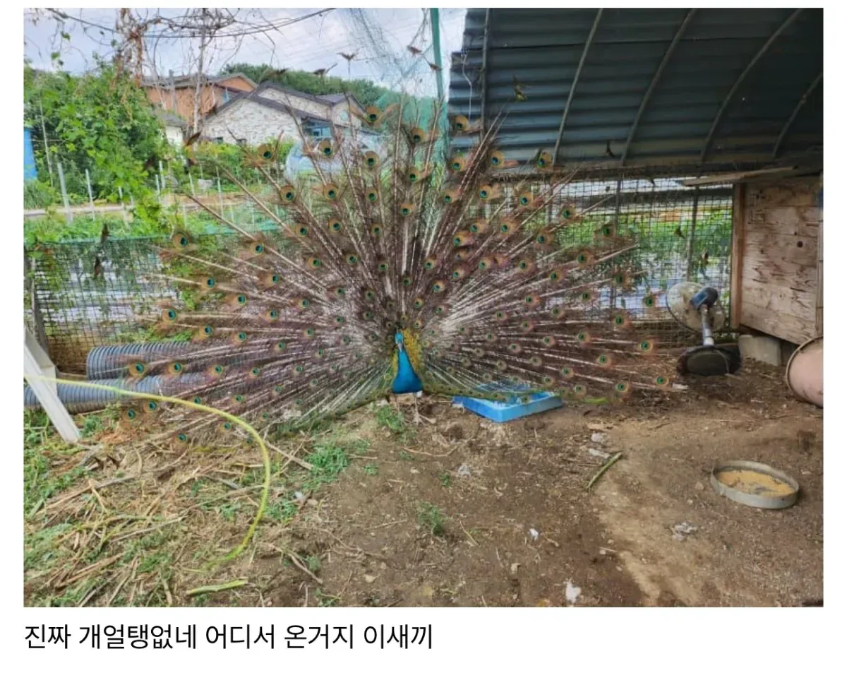 친구네 집 닭장에 공작 들어옴.jpg