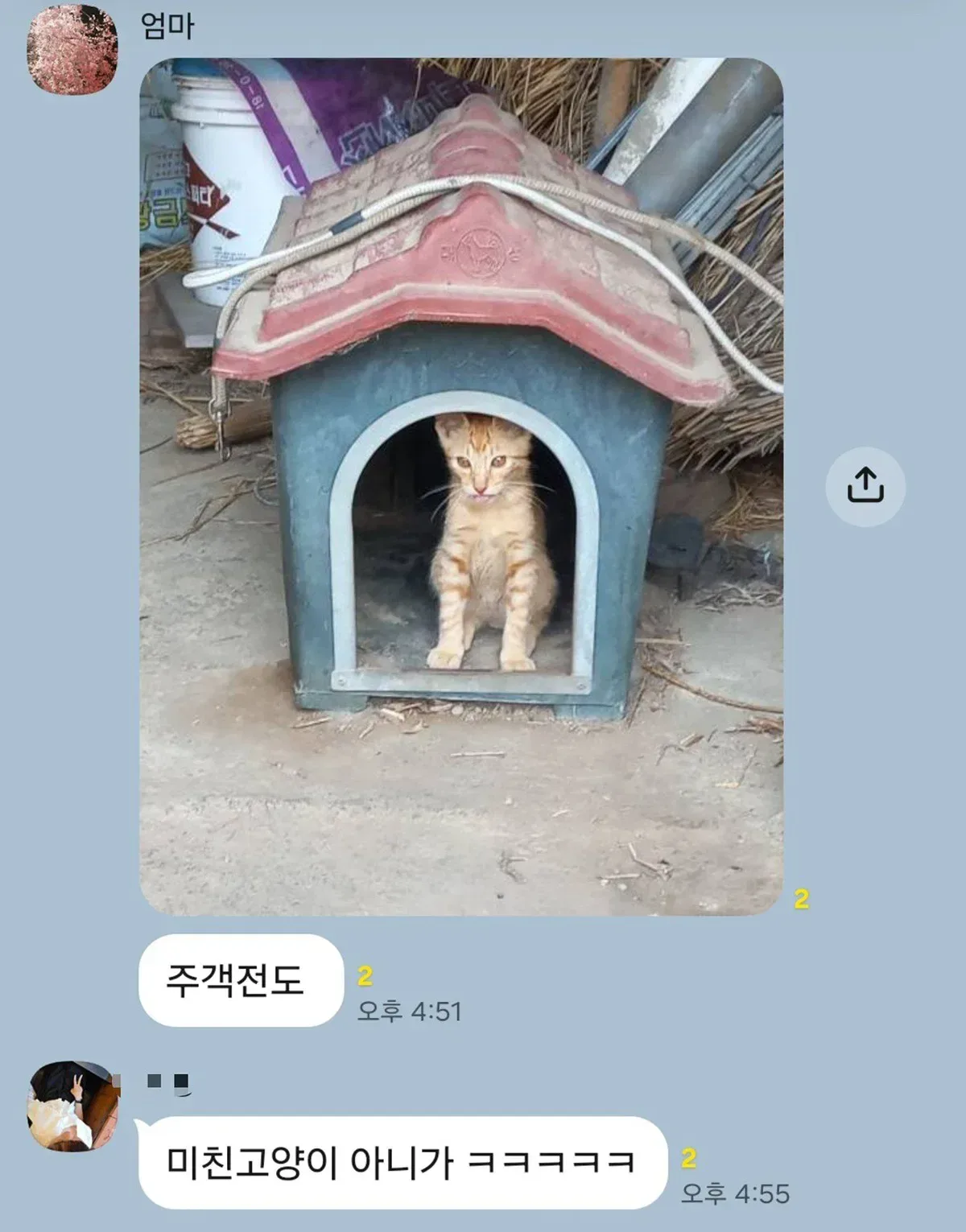 할머니댁 개 집 뺏은 냥아치