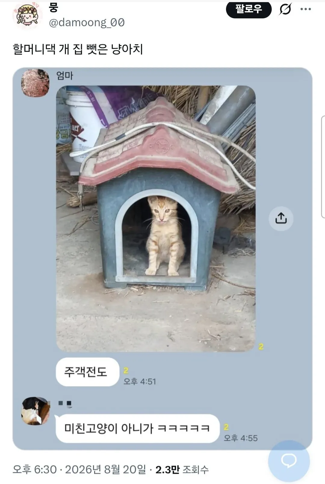 할머니댁 개 집 뺏은 냥아치