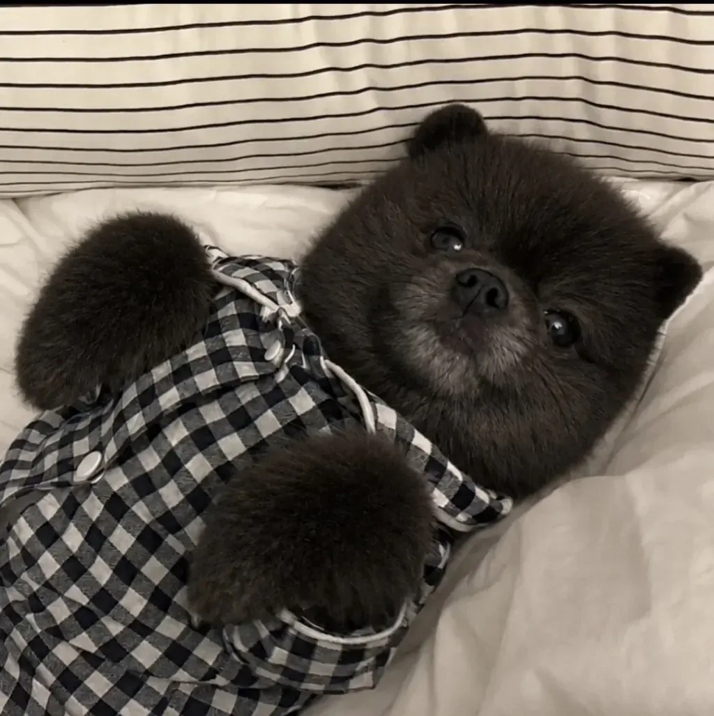 강아지 다크면 어떤 모습일까