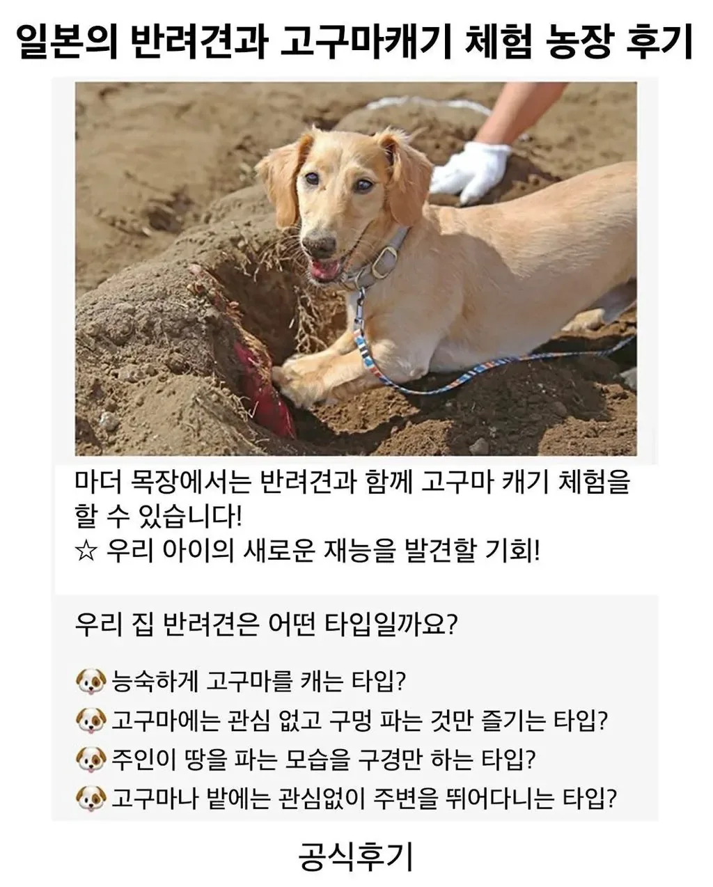dcbest-20260912-122139-000.jpg 일본의 반려견과 고구마 캐기 체험 농장 후기.jpg