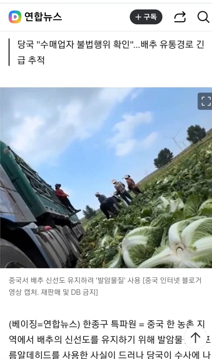 중국서 배추 신선도 유지하려 '발암물질' 사용…당국 수사