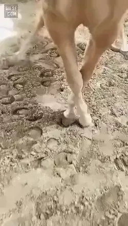 빙글빙글 도는 말.webp