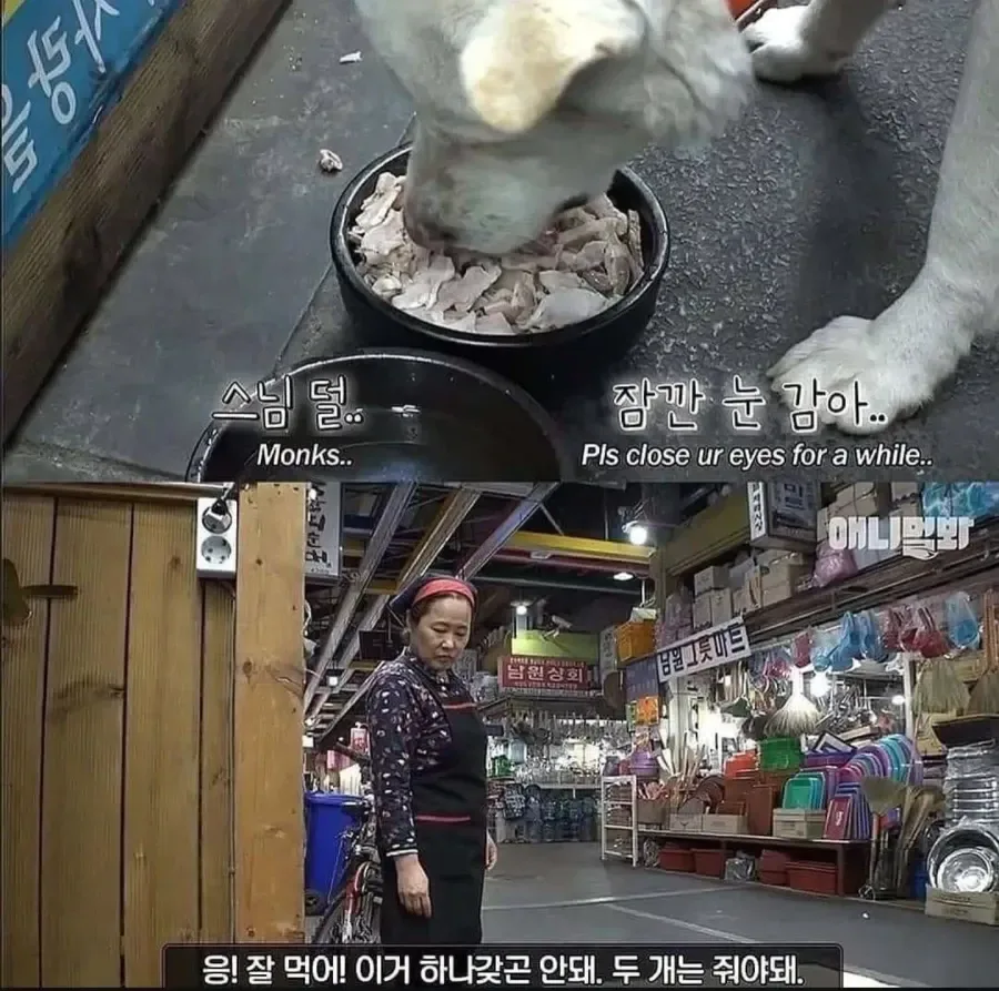 절에사는 개가 식탐이없는이유 .jpg