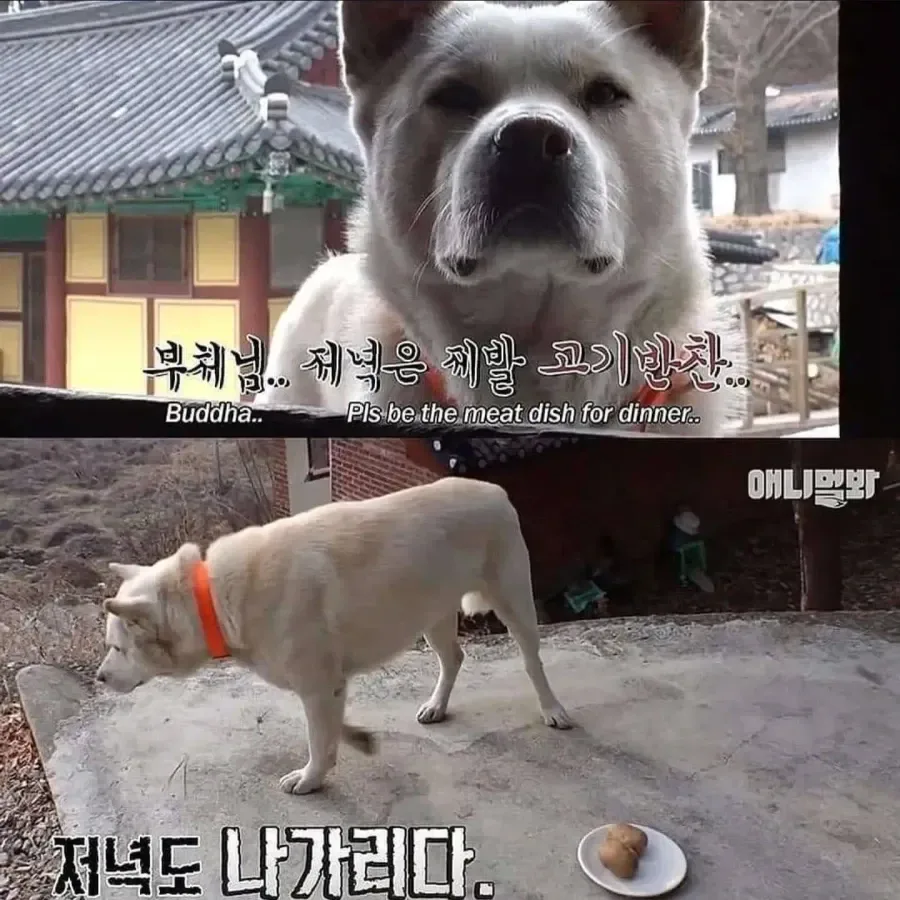 절에사는 개가 식탐이없는이유 .jpg