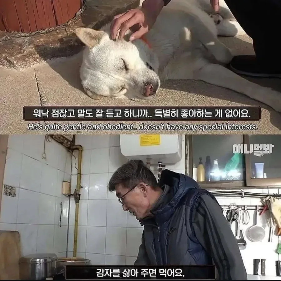 절에사는 개가 식탐이없는이유 .jpg
