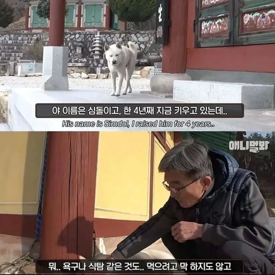 절에사는 개가 식탐이없는이유 .jpg