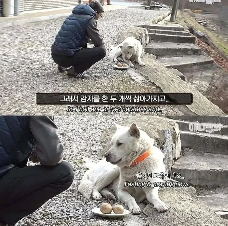 절에사는 개가 식탐이없는이유 .jpg