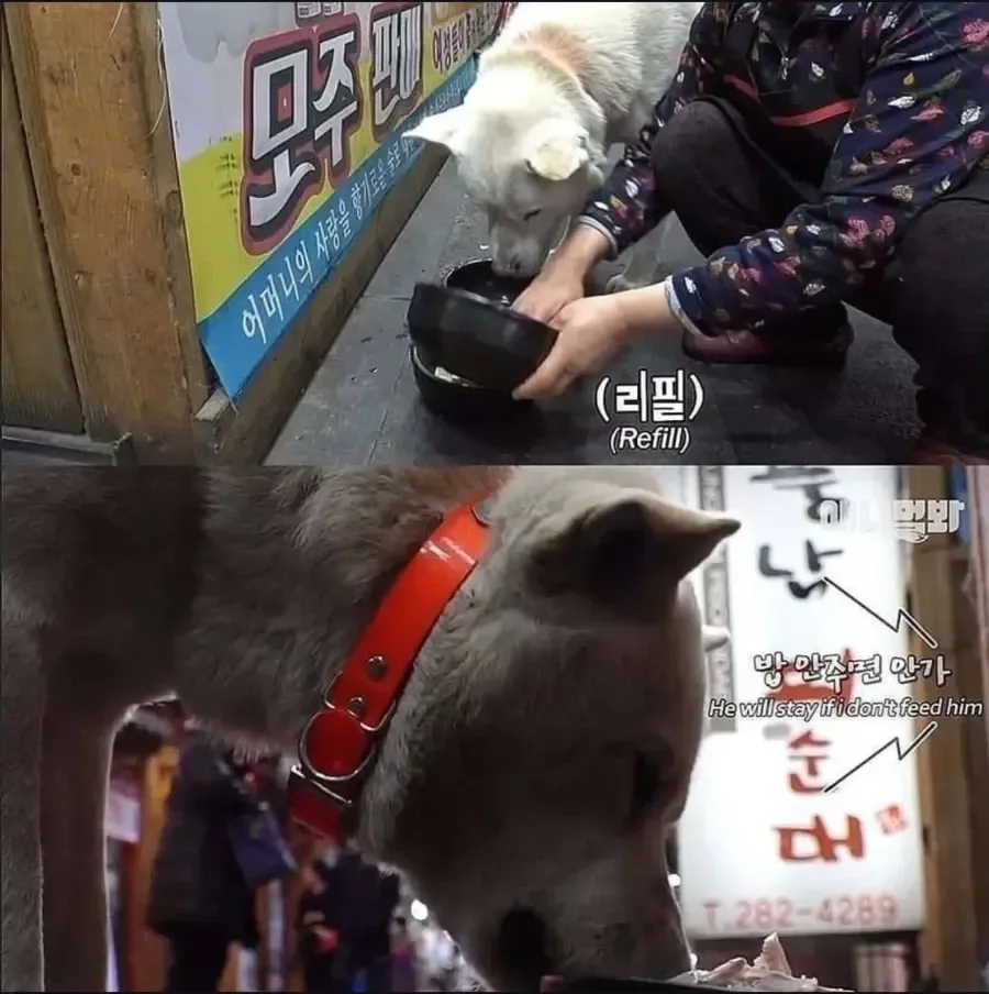 절에사는 개가 식탐이없는이유 .jpg