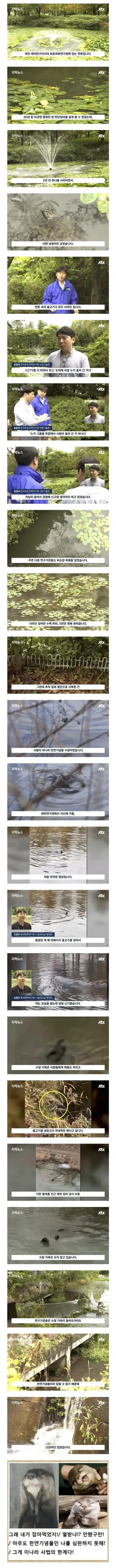 잉어 5천만원어치 훔쳐간 범인을 처벌못함.jpg