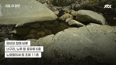 팔공산 70년 기도터 걷어내니…멸종위기 담비가 돌아왔다