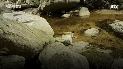 팔공산 70년 기도터 걷어내니…멸종위기 담비가 돌아왔다