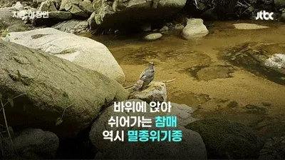 팔공산 70년 기도터 걷어내니…멸종위기 담비가 돌아왔다