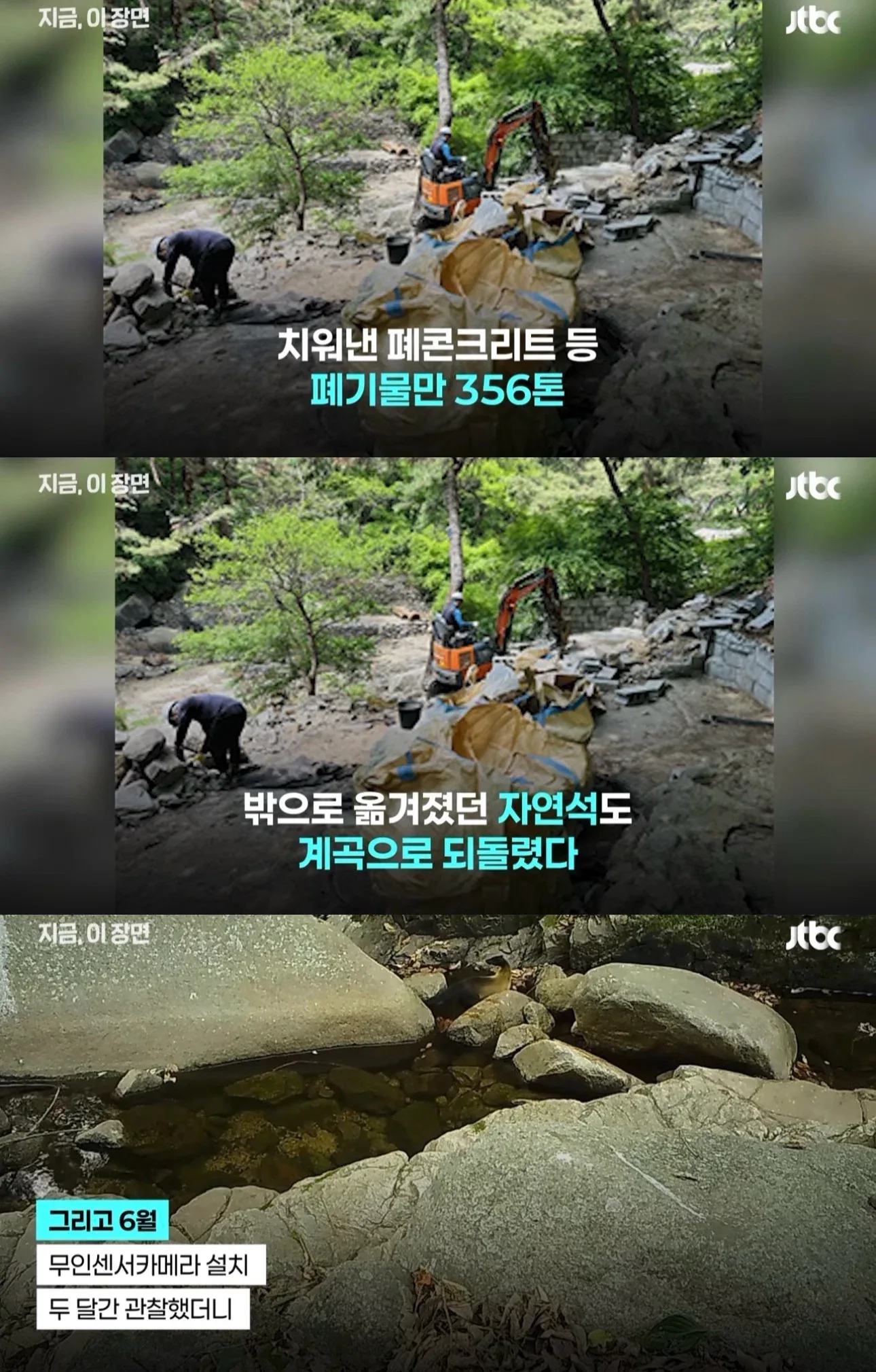 팔공산 70년 기도터 걷어내니…멸종위기 담비가 돌아왔다
