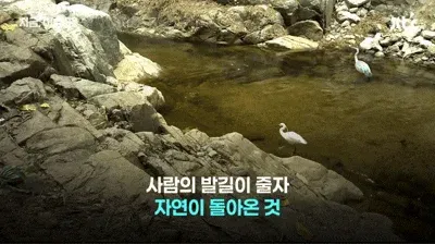 팔공산 70년 기도터 걷어내니…멸종위기 담비가 돌아왔다
