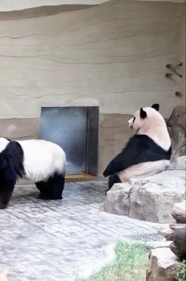 앉아서 기다리면 문이 열린다고 생각하는 루이바오🐼💜🩷
