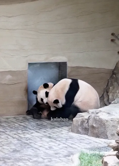 앉아서 기다리면 문이 열린다고 생각하는 루이바오🐼💜🩷