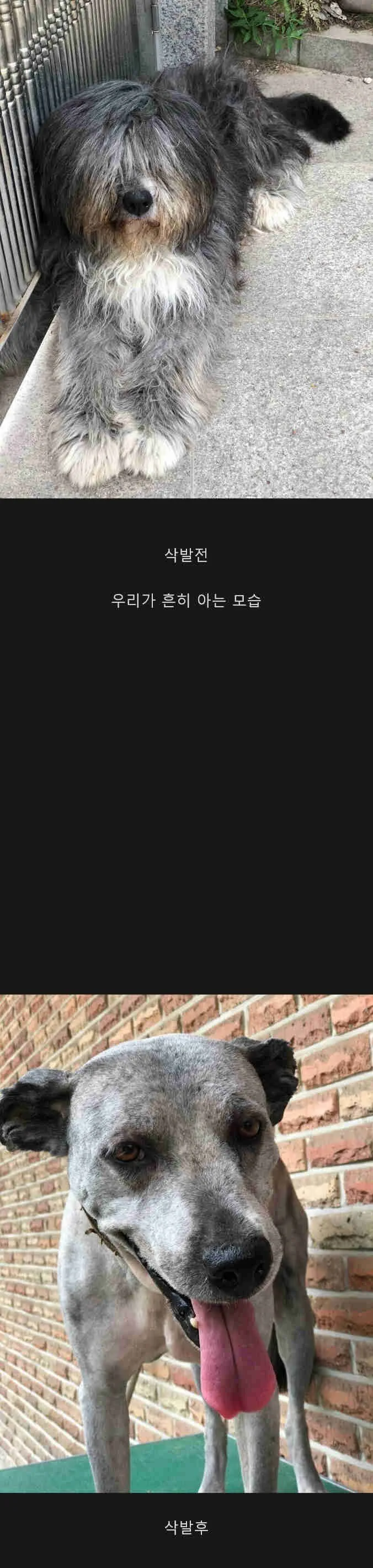삽살개 삭발 전&후.jpg