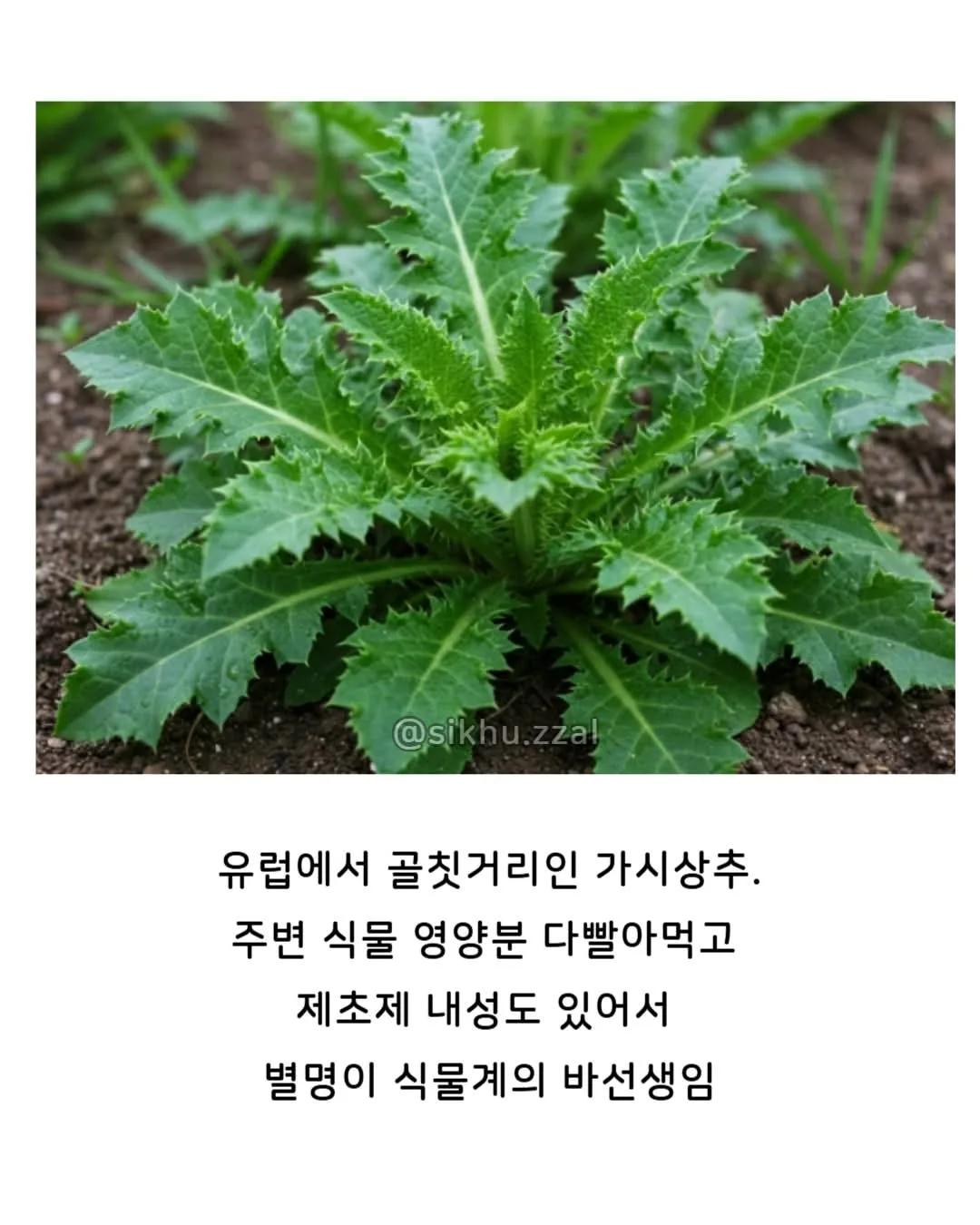 유럽 : 이걸 어떻게 없애지? 한국 : 이걸 어떻게 먹지?   (feat. 가시상추)