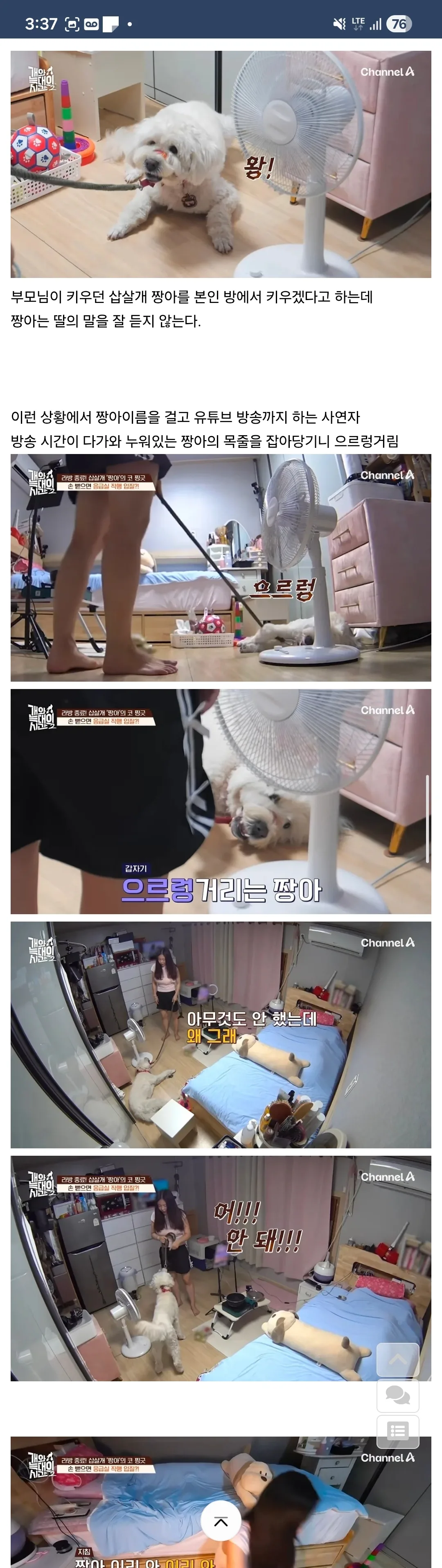 개가 원해요? 개가 원하지 않는다자나요