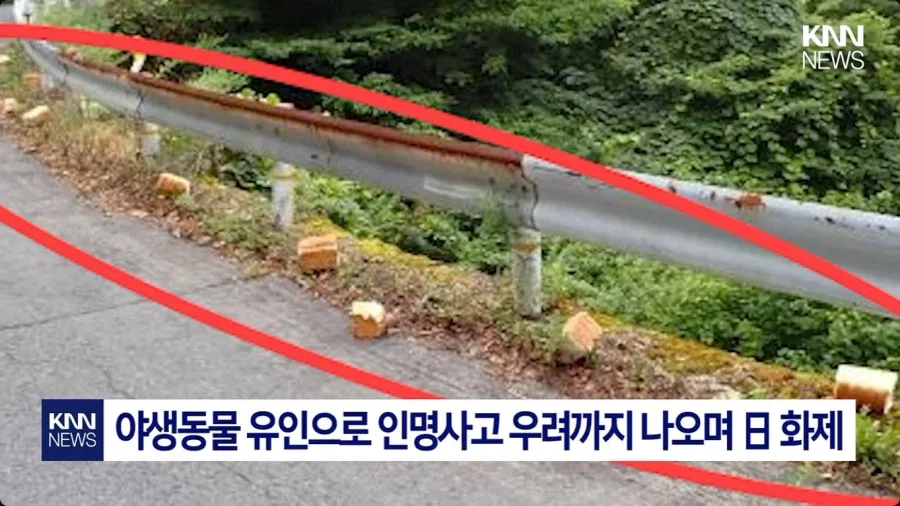 일본에서 난리난 기습 곰대책 시위