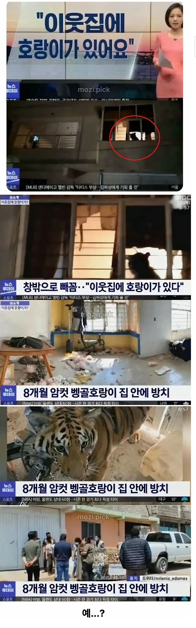 그림자 보고 집에 호랑이 있다고 신고한 결과.