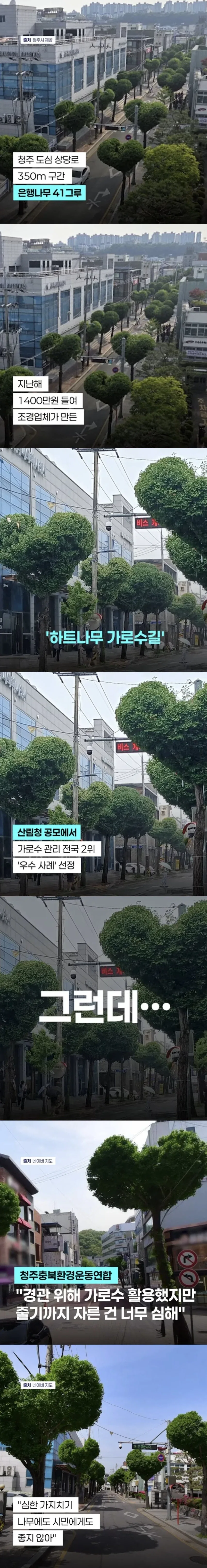 반응 갈린다는 청주 하트나무길.jpg
