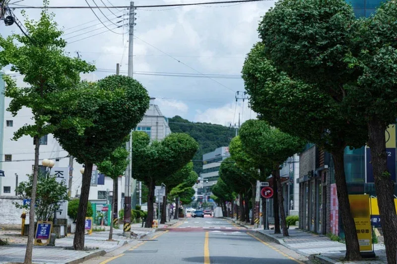 반응 갈린다는 청주 하트나무길.jpg