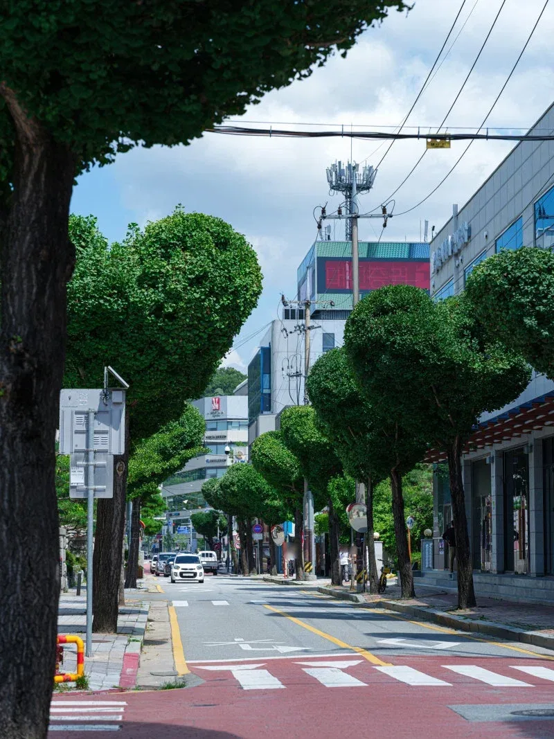 반응 갈린다는 청주 하트나무길.jpg