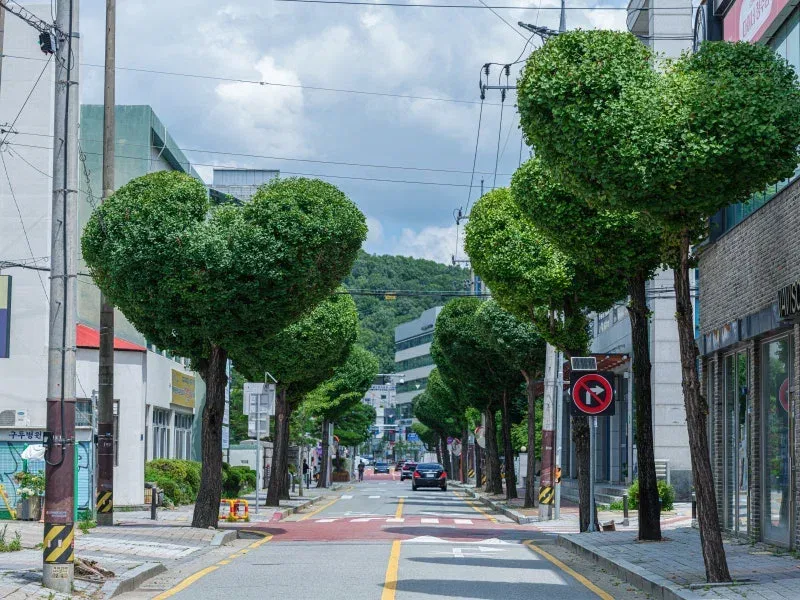 반응 갈린다는 청주 하트나무길.jpg